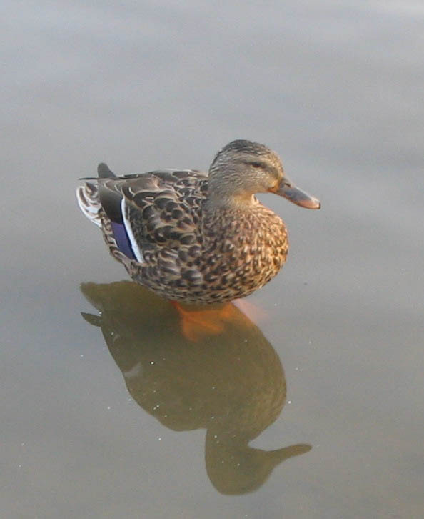 094a.wadingduck