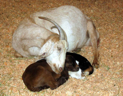 24.cuddlinggoats